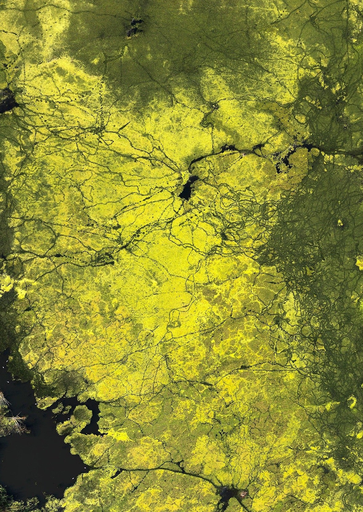 Yellow and Green Algae Oversized Waterproof Cape