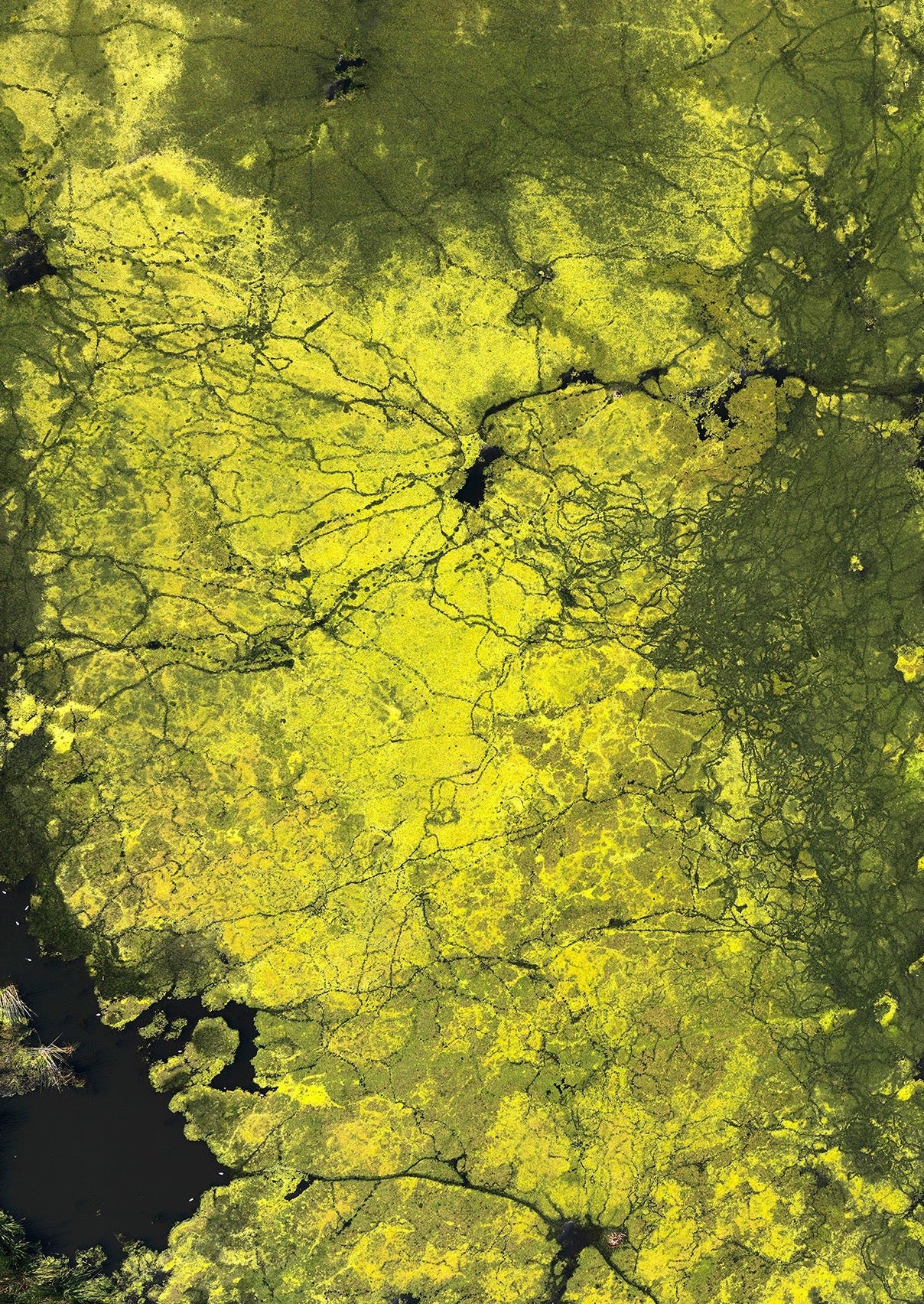 Yellow and Green Algae Waterproof Jacket with Waist Belt