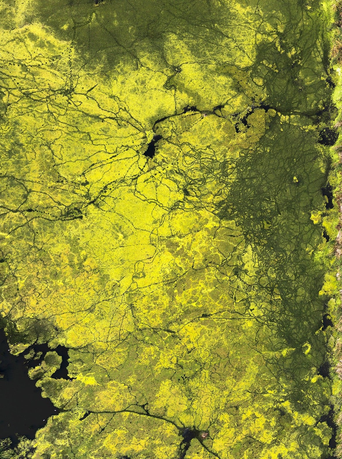 Shoulder Strap Yellow Algae Yoga Bag with Zipper