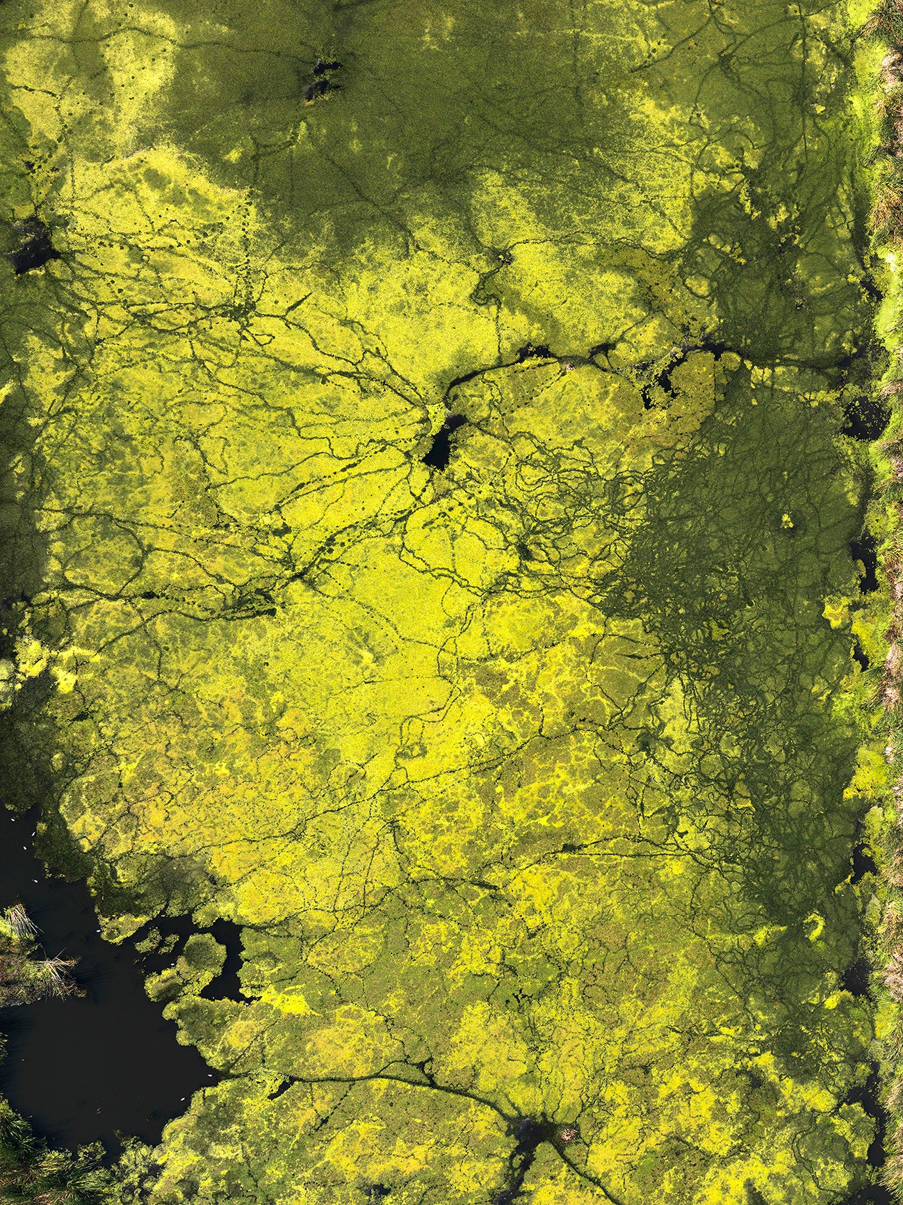 Yellow Algae Shoulder Strap Tote Bag