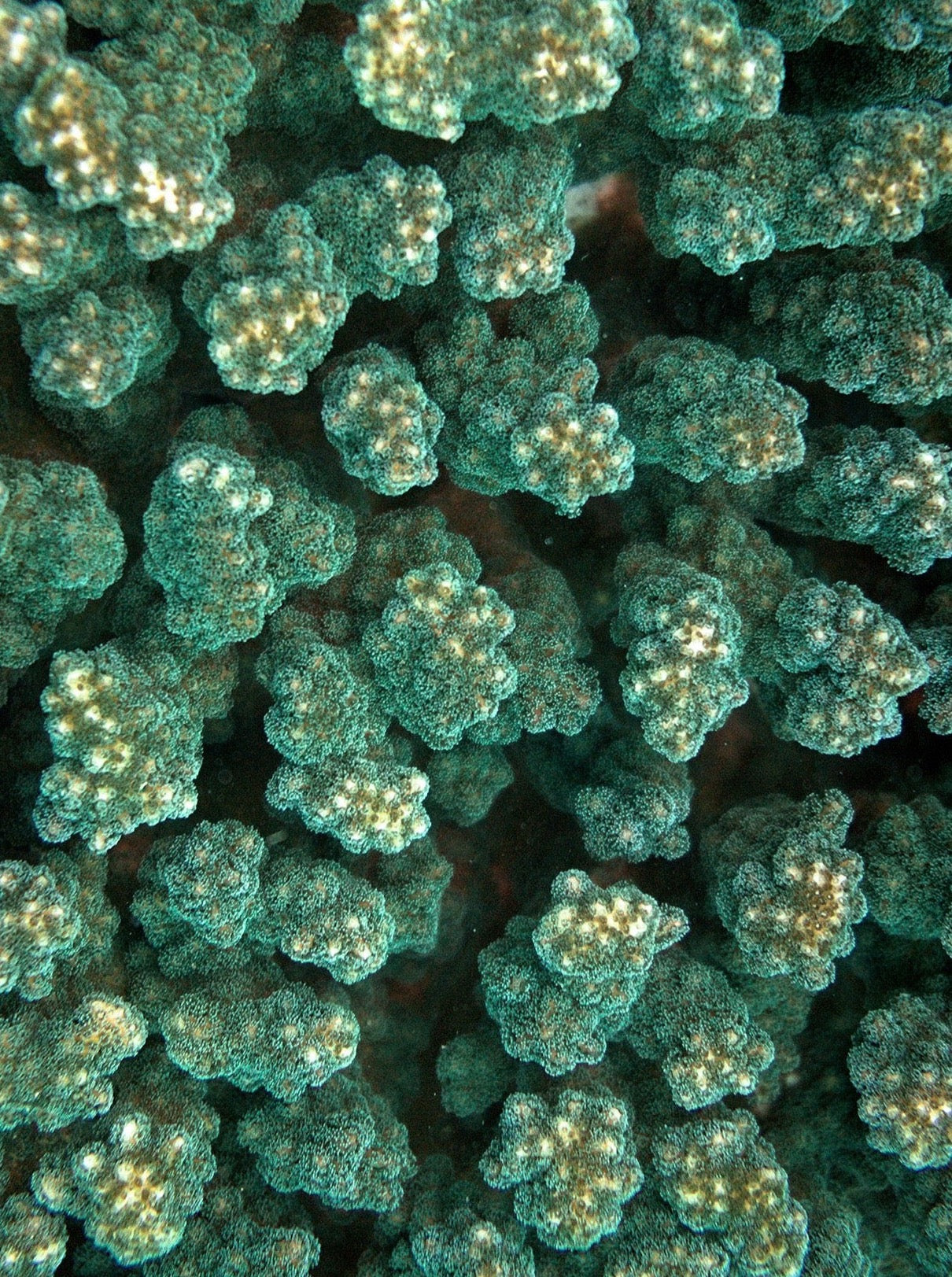 Emerald Green Reef Satin Scarf