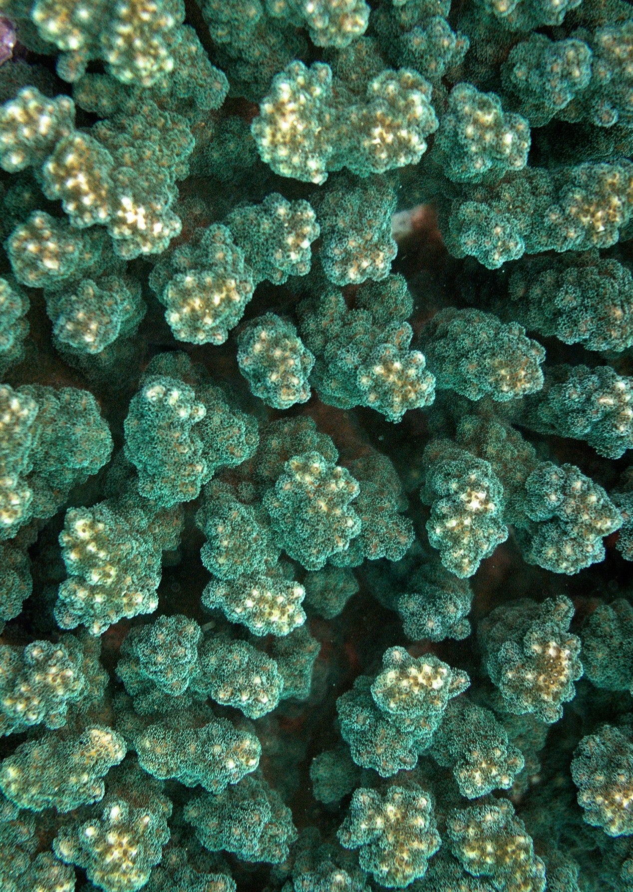 Emerald Green Reef Tote Bag