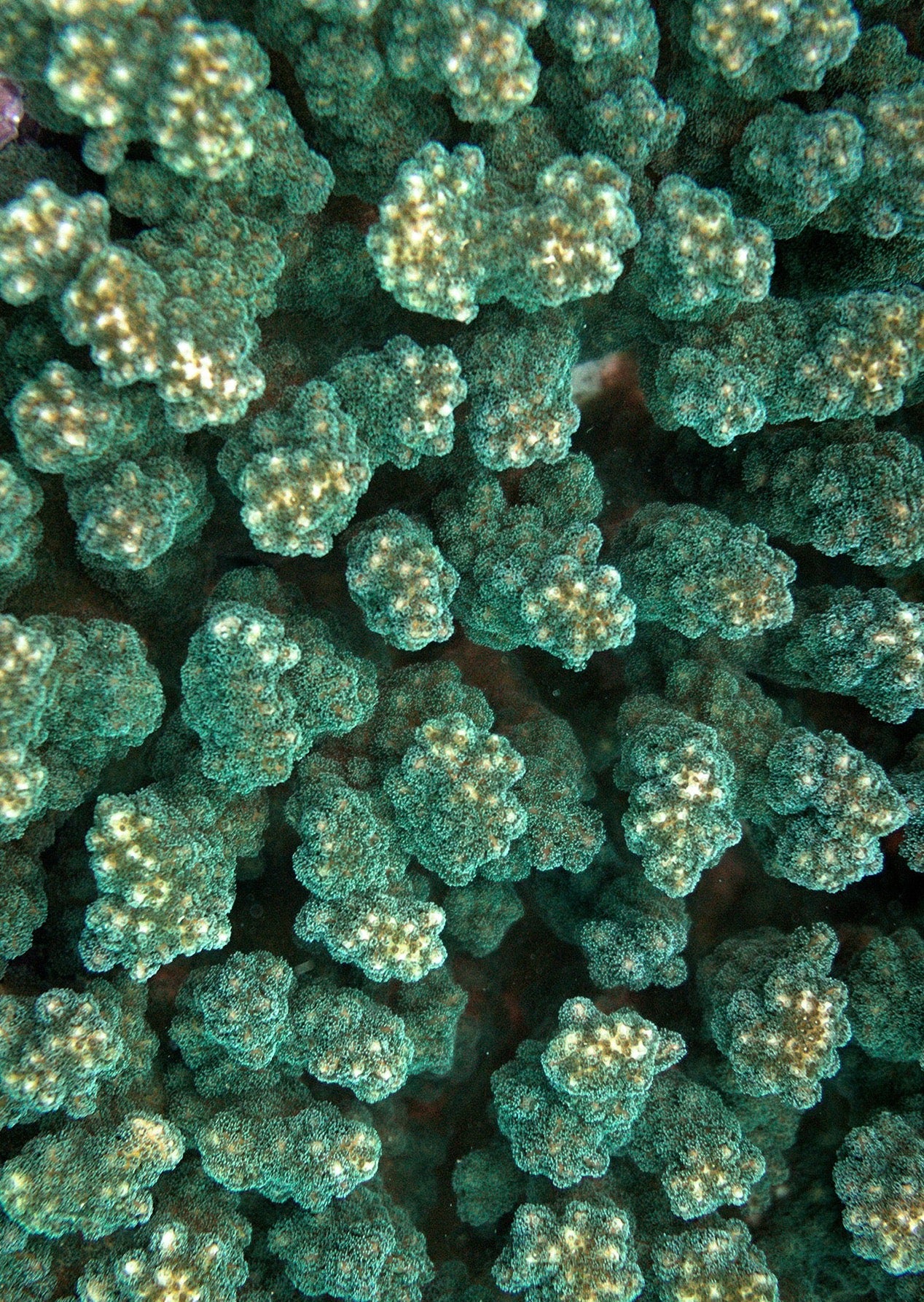 Emerald Green Reef Waist Belt Waterproof Jacket