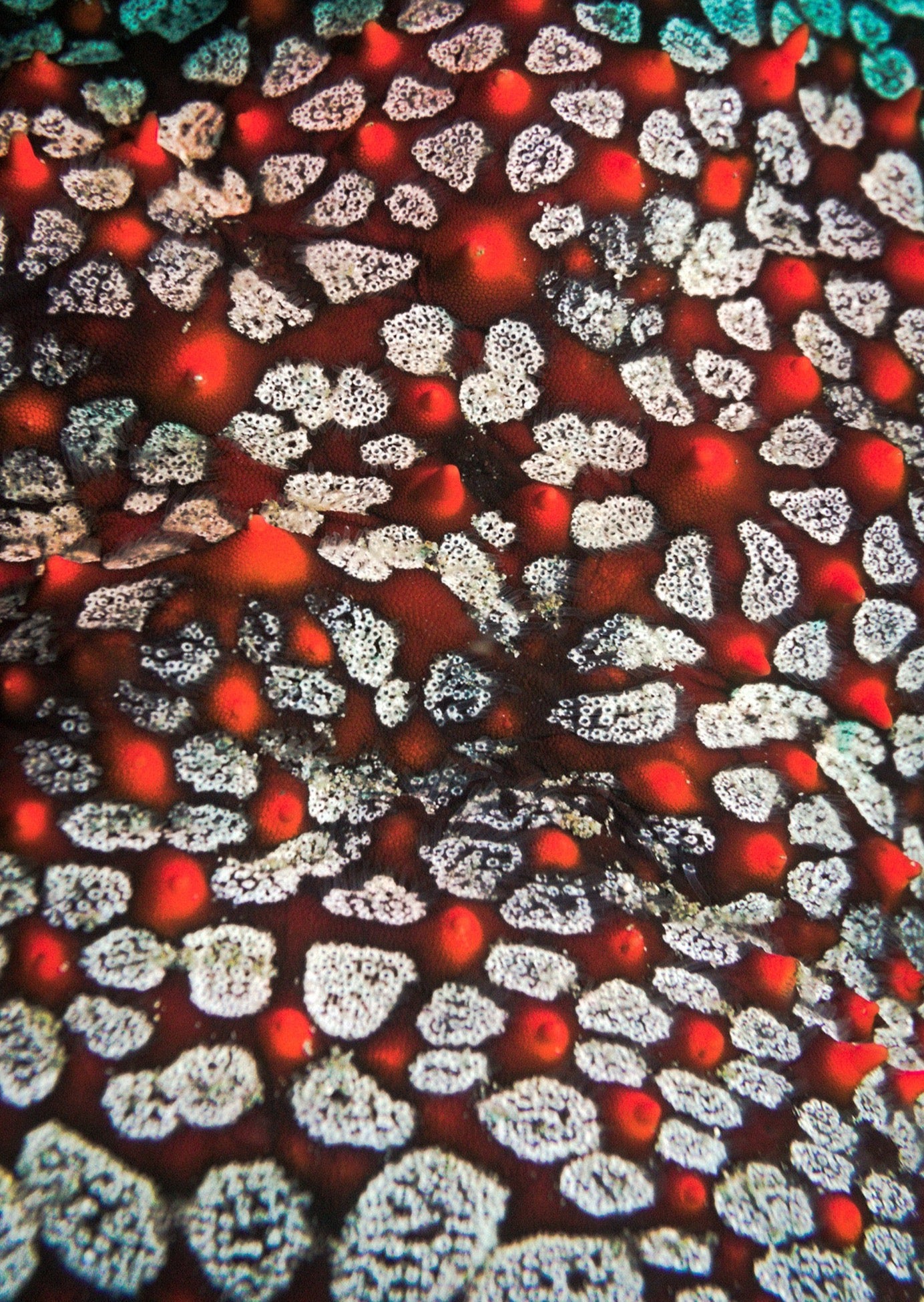 Celestial Red Coral Shoulder Strap Tote Bag