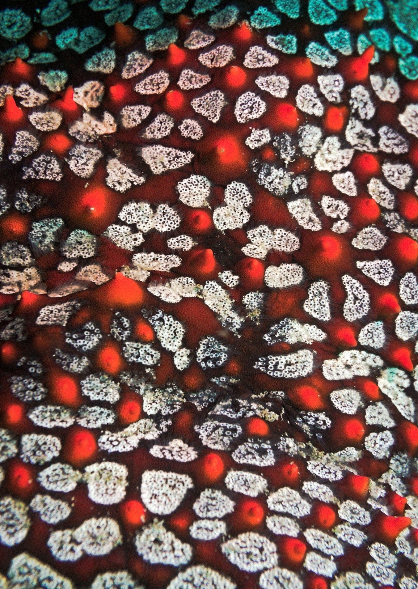 Celestial Red Coral Oversized Waterproof Cape