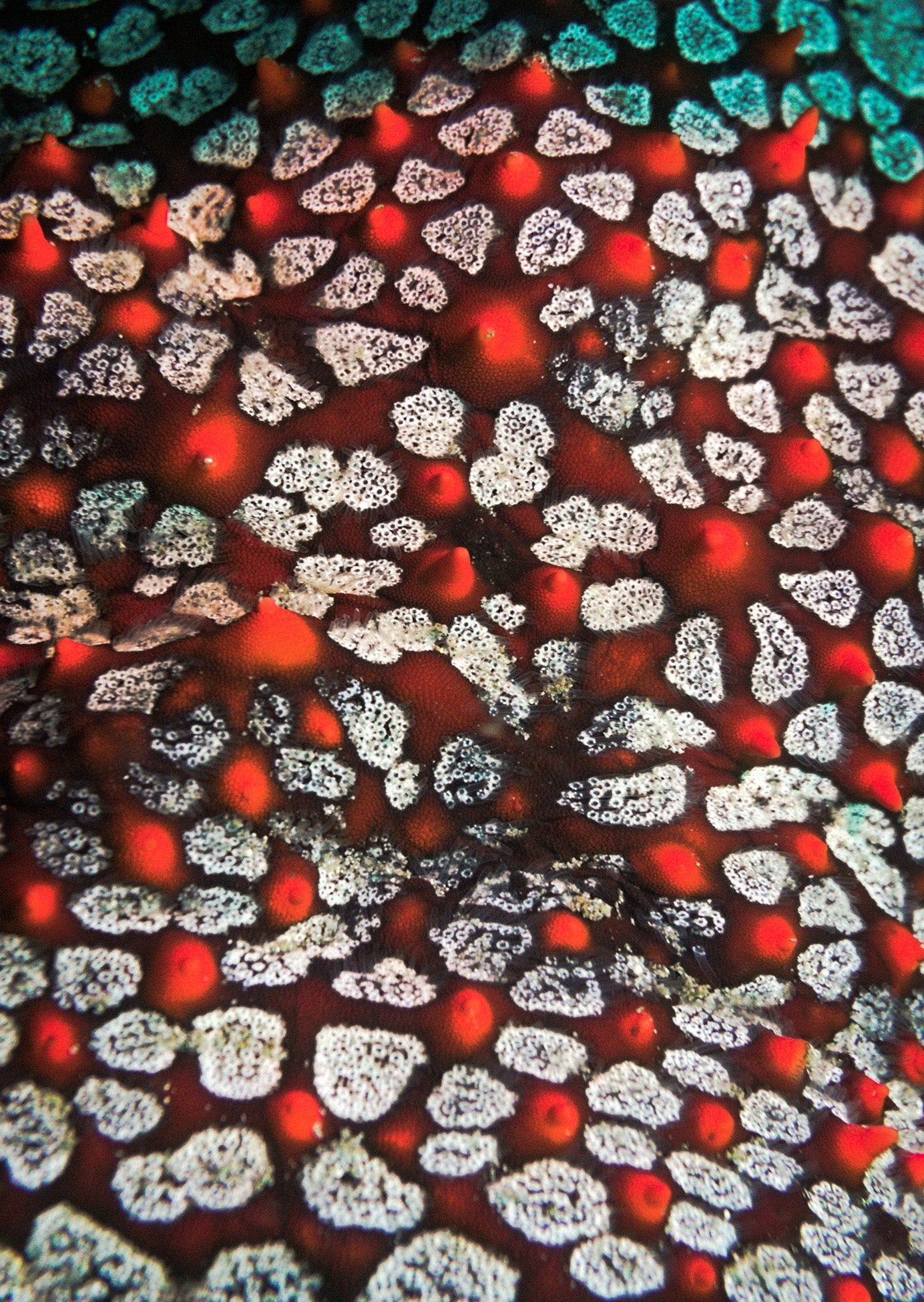 Celestial Red Coral Yoga Bag with Zipper