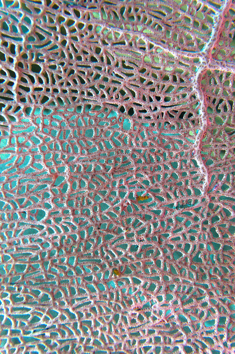 Purple Colombian Coral Long Sleeve Cropped Blazer