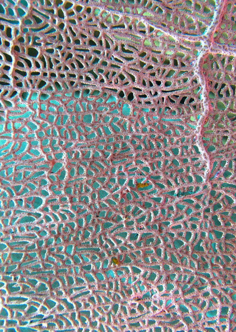 Purple Colombian Reef Shoulder Strap Tote Bag