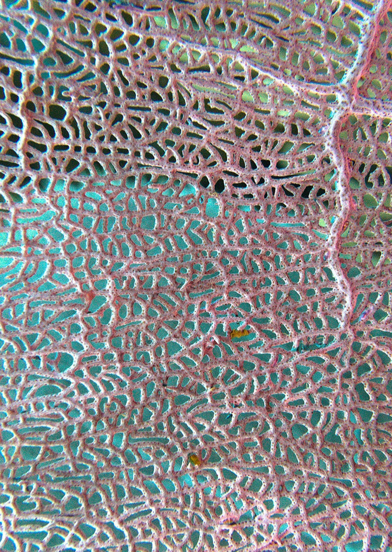 Colombian Purple Coral Oversized Waterproof Cape