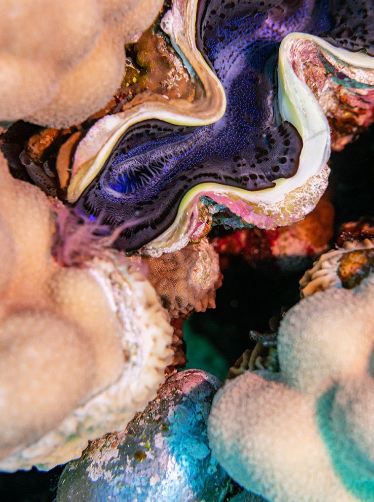 Colourful Long Sleeve Cropped Blazer