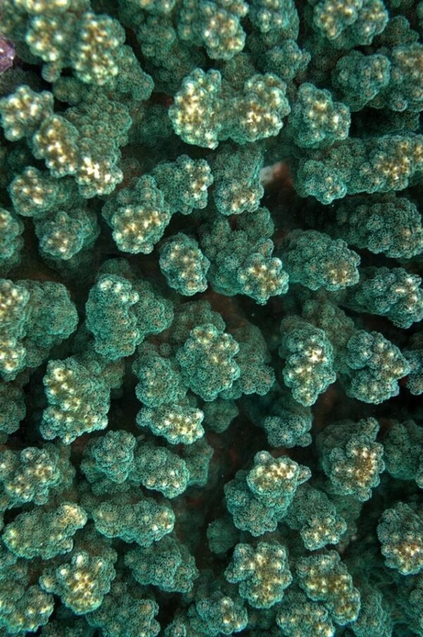 Emerald Green Reef Oversized Waterproof Cape