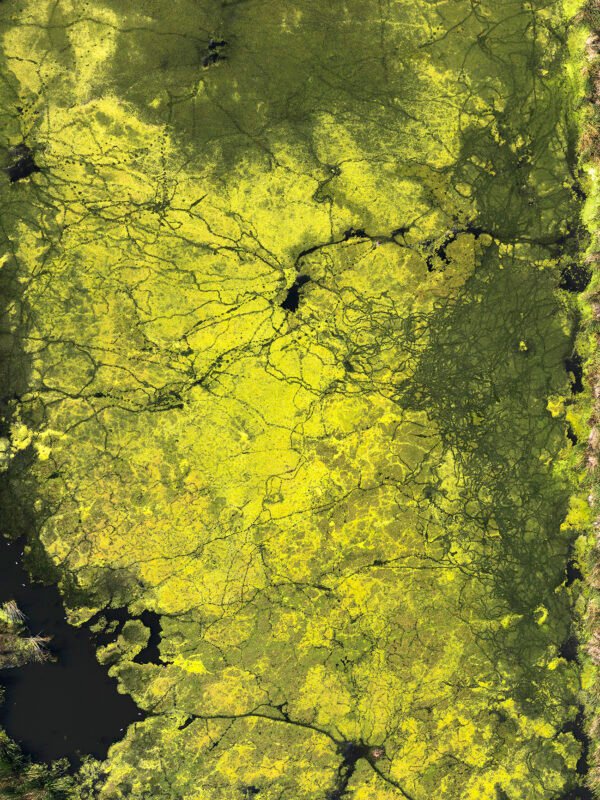 Everyday Tote Bag with Artistic Print . Yellow and Green Algae