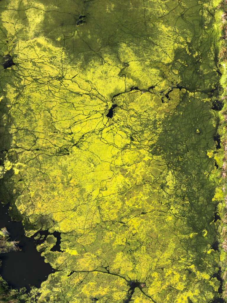 Yellow and Green Algae Waterproof Jacket with Waist Belt