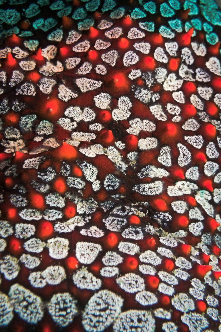 Everyday Tote Bag with Artistic Print . Ecuador Red Collection