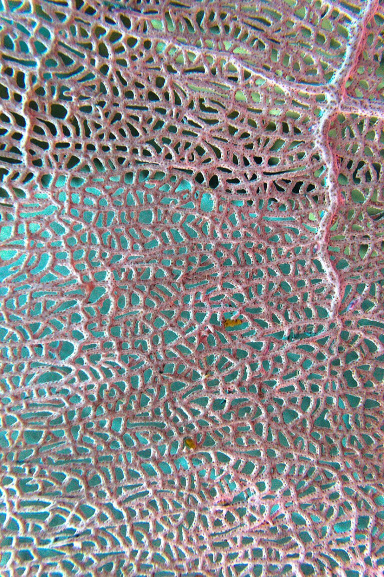 Purple Colombian Reef Waterproof Jacket with Waist Belt