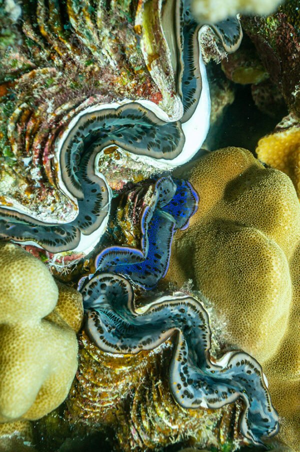 Aquatic Blue and Green Oversized Waterproof Cape