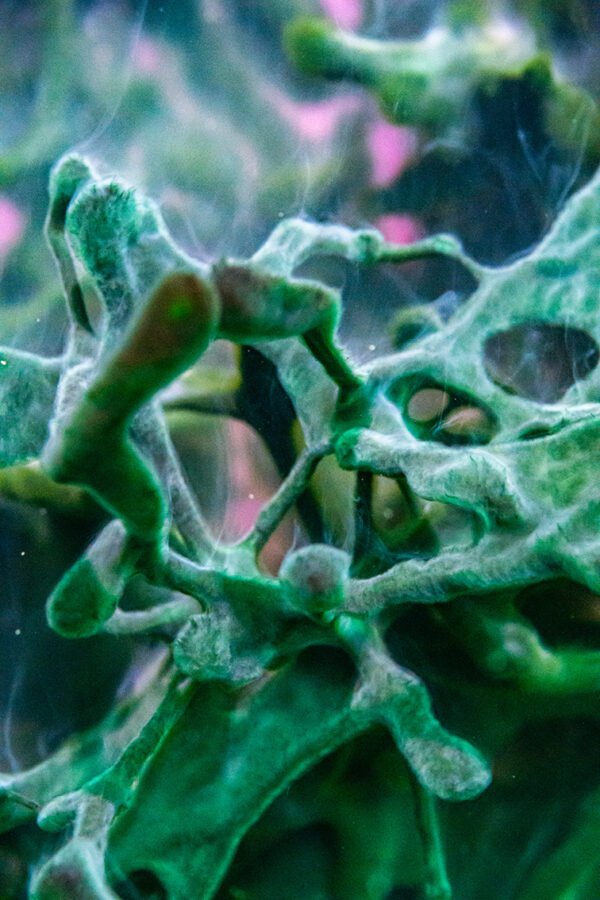 Waist Belt Waterproof Jacket. Underwater World Collection