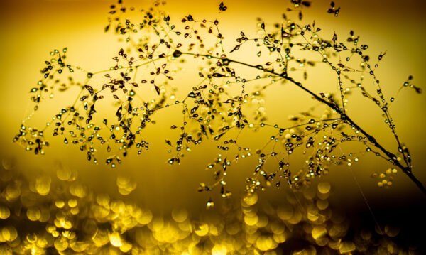 Waterproof Blazer . Sunrise Glow