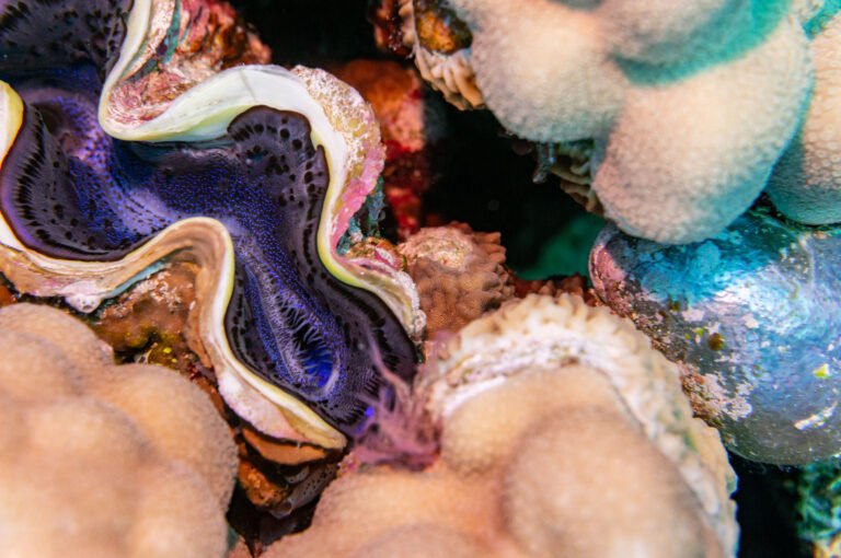 Long Sleeve Cropped Blazer. Purple Coral